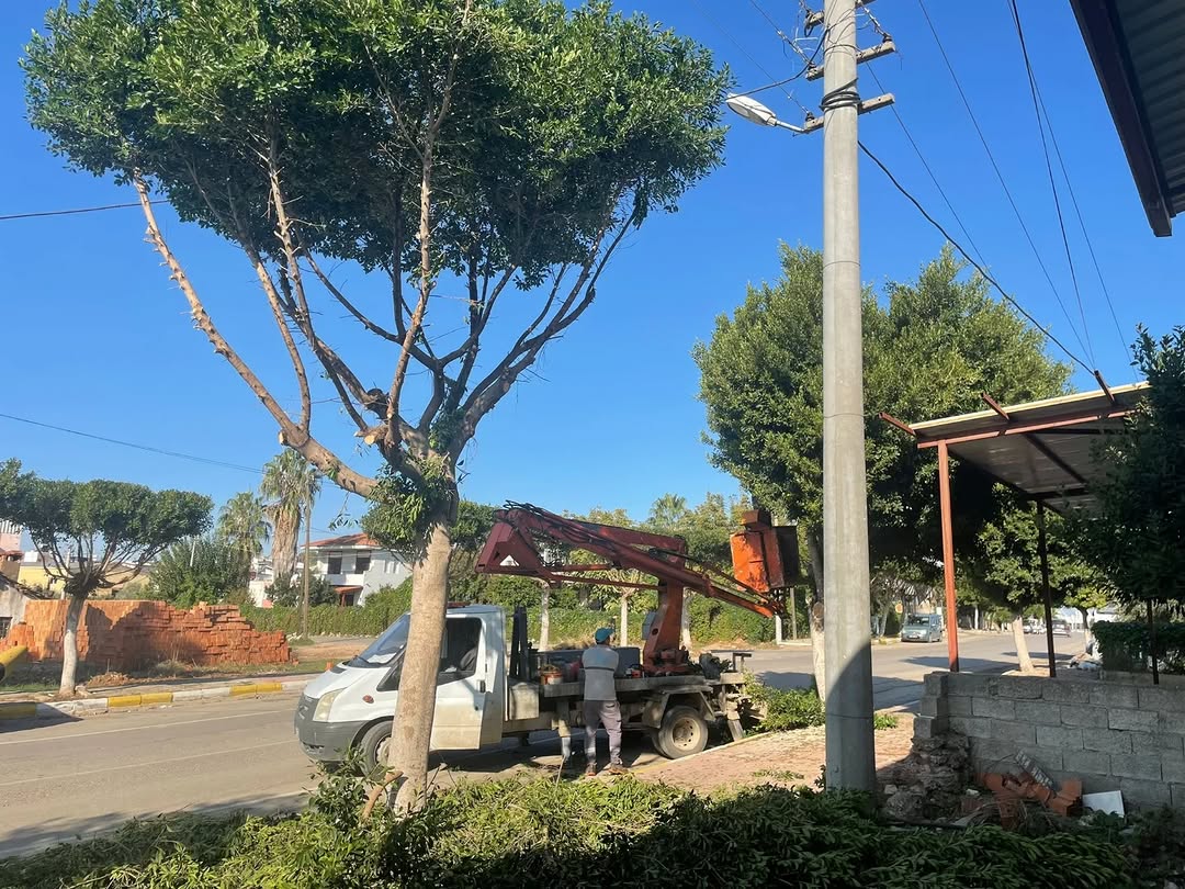 Aksu'da Kaldırım Ağaçları Budanarak Çevre Düzenlemesi Yapıldı