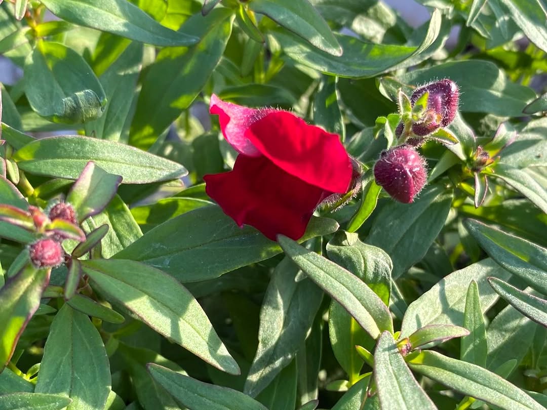 Serik Belediyesi, İlçeyi Yeşillendirme Çalışmalarına Hız Kesmeden Devam Ediyor