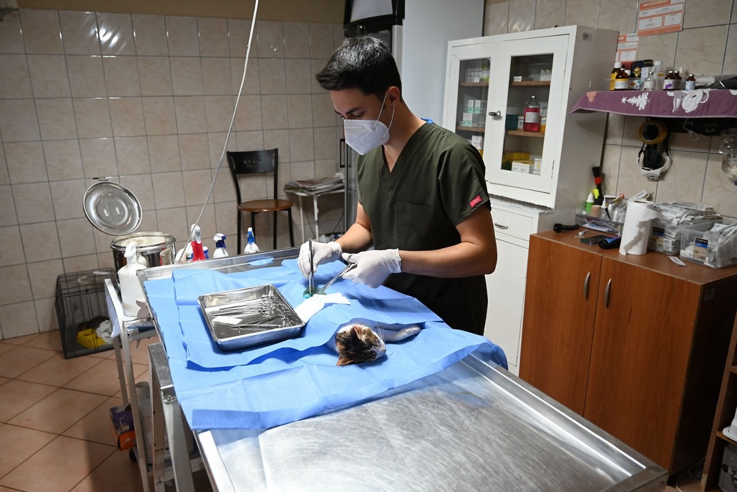 Kemer Belediyesi 227 Sokak Hayvanını Kısırlaştırdı ve Sahiplendirdi