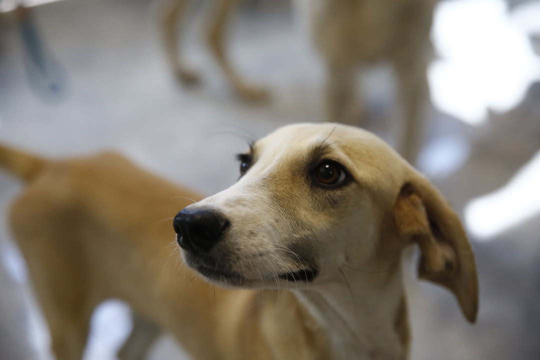 Antalya'da Petshop Çalışanlarına Yönelik Ücretsiz ve Sertifikalı Eğitim Semineri