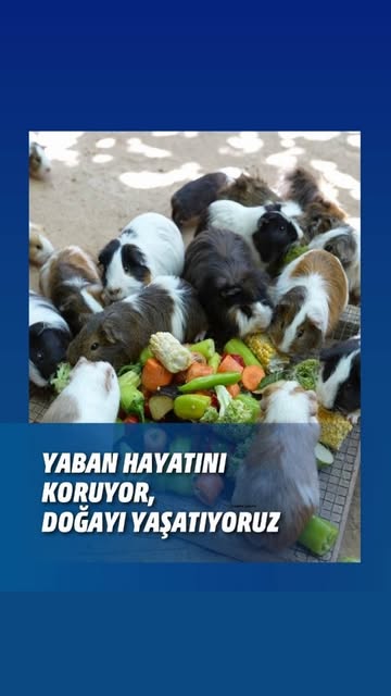 Antalya'da Yaban Hayatı Umutla Yeşeriyor: Binlerce Can Kurtarıldı