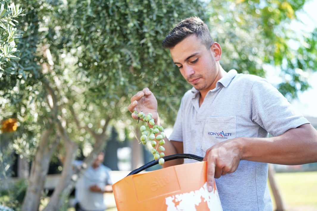 Konyaaltı'nda Zeytin Hasadı Minik Ellerde Başladı
