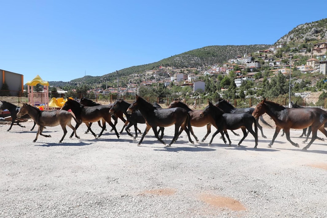 Antalya Akseki'de Kaybolan Katırlar Belediye Misafir Oldu