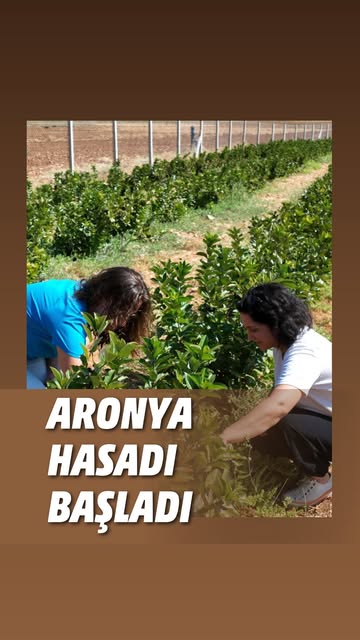 Korkuteli'nde Aronya Hasadı: Üreticiler Sevindi, Antalya Kazandı