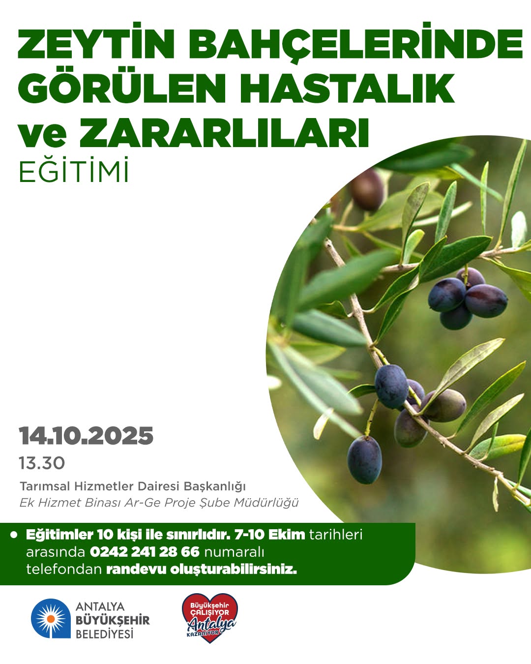 Antalya Büyükşehir Belediyesi Zeytin Üreticilerine Hastalık ve Zararlılar Eğitimi Veriyor